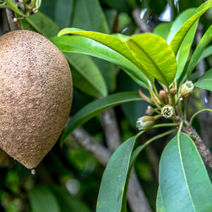 ‘Silas Woods’ SAPODILLA.  free shipping