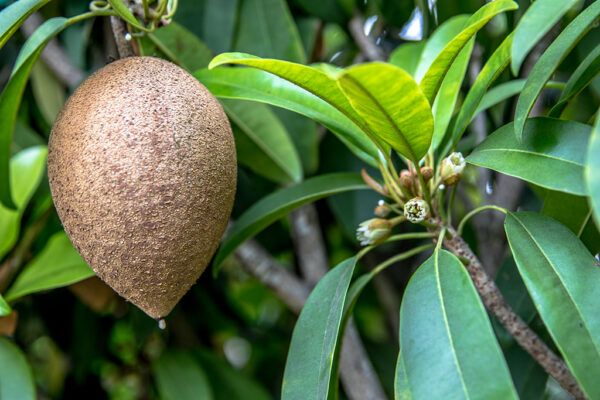 ‘Silas Woods’ SAPODILLA.  free shipping