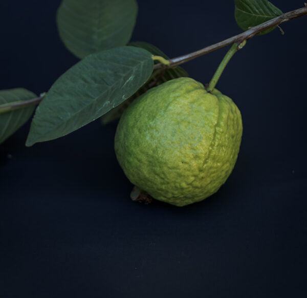 Tropical Guava. free shipping - Image 2