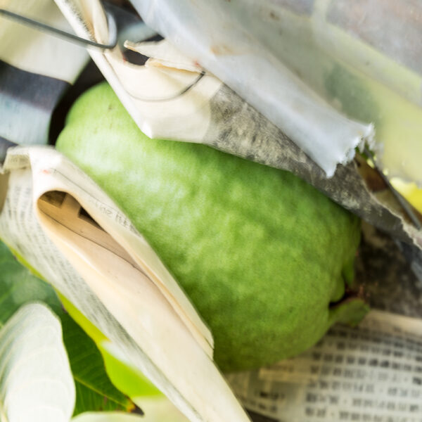 Tropical Guava. free shipping - Image 3
