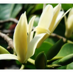 Michelia Alba ( grafted or air layer) free shipping