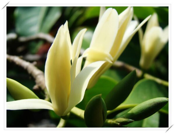 Michelia Alba ( grafted or air layer) free shipping