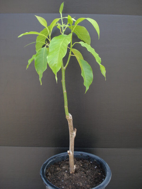 Michelia Alba ( grafted or air layer) free shipping - Image 2