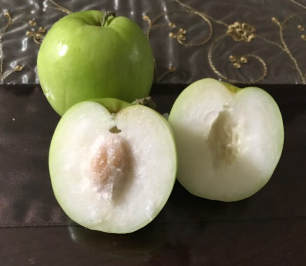 Green Jujube. Taiwan Giant Jujube . Apple jujube (Collection variety)   free shipping - Image 9