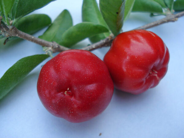 Acerola - Image 5