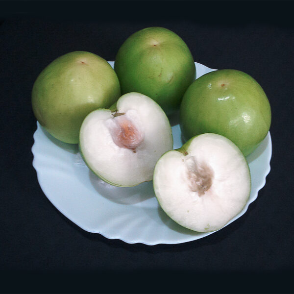 Green Jujube. Taiwan Giant Jujube . Apple jujube (Collection variety)   free shipping - Image 2