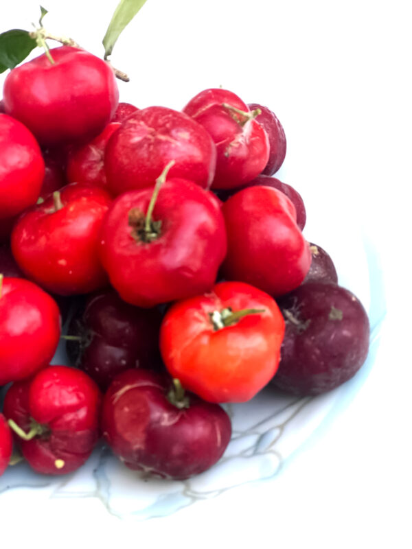 Acerola - Image 7