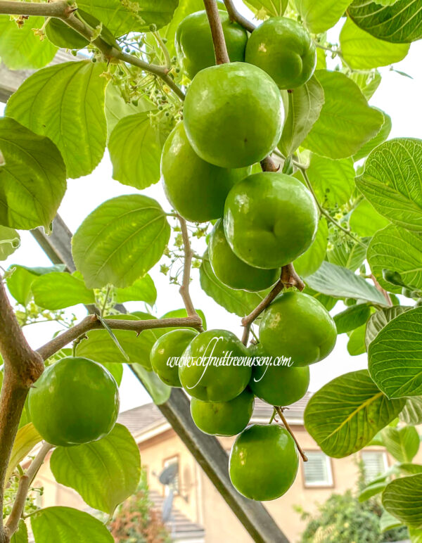 Green Jujube. Taiwan Giant Jujube . Apple jujube (Collection variety)   free shipping