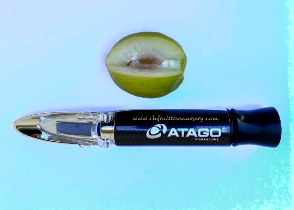 Green Jujube. Taiwan Giant Jujube . Apple jujube (Collection variety)   free shipping - Image 13