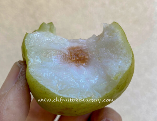 Green Jujube. Taiwan Giant Jujube . Apple jujube (Collection variety)   free shipping - Image 14