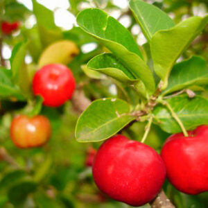 Acerola