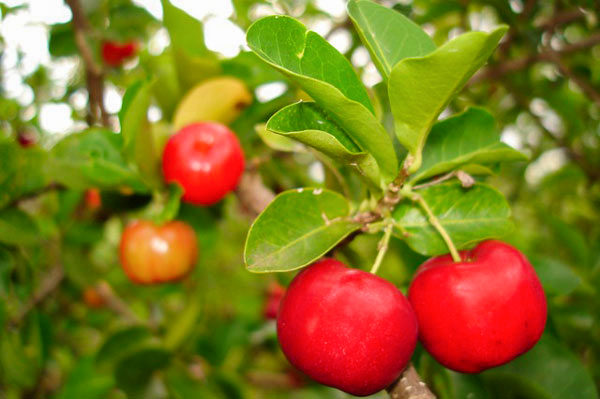 Acerola