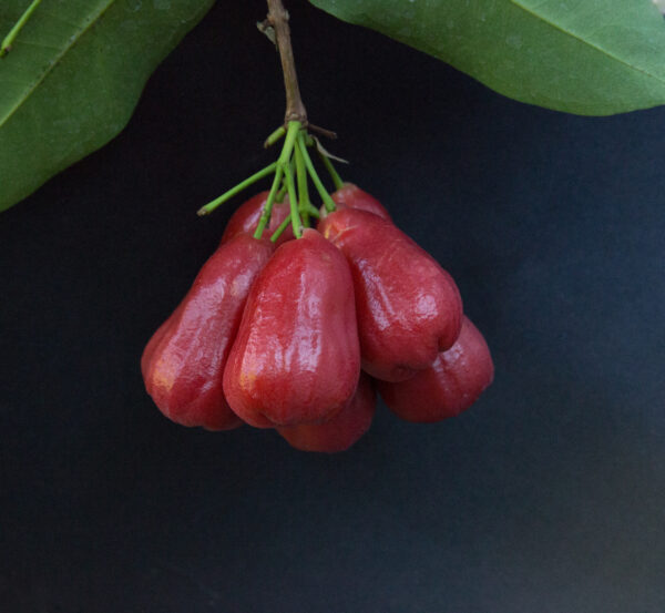 Black gold - wax apple .  crisp , sweet and juicy  <<< free shipping >>> - Image 6