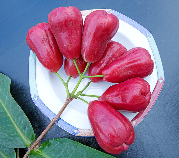 Black gold - wax apple .  crisp , sweet and juicy  <<< free shipping >>> - Image 4
