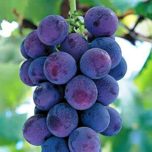 Vitis labruscana vines "Kyoho"    free shipping