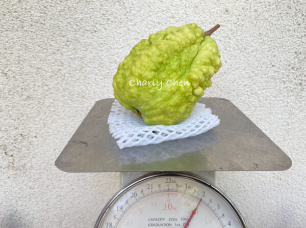 KingKong Guava  >>> Transformers <<< free shipping >>>