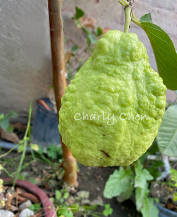 KingKong Guava  >>> Transformers <<< free shipping >>> - Image 12