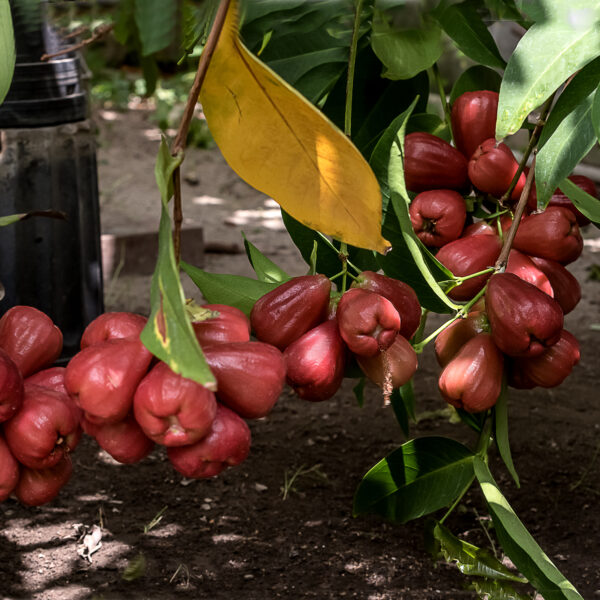 Black gold - wax apple .  crisp , sweet and juicy  <<< free shipping >>> - Image 2