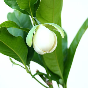 Magnolia coco