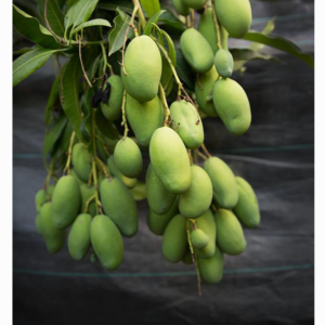 Taiwan Native Mango  (Polyembryonic seed )--- Good rootstock