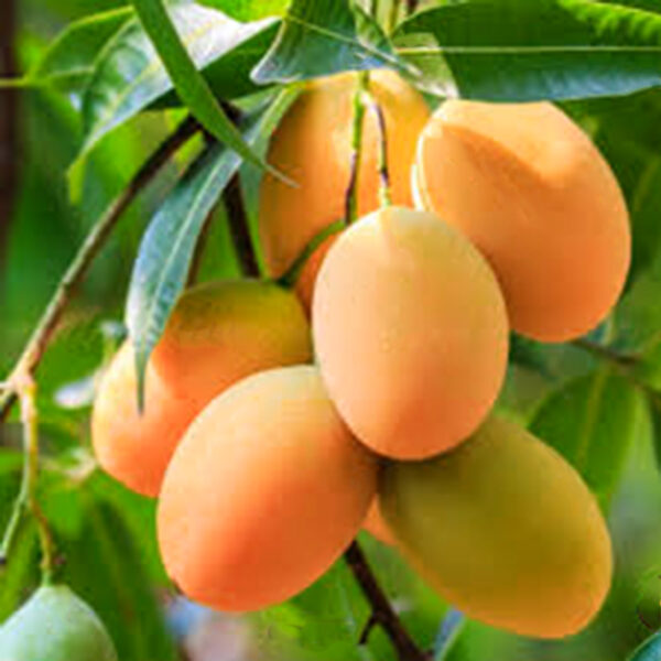 Alphonso - Image 2