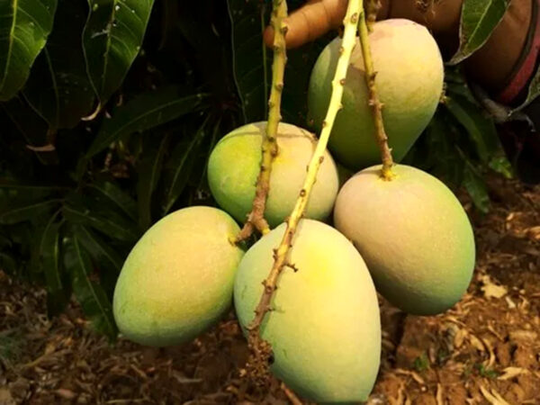 Alphonso - Image 4