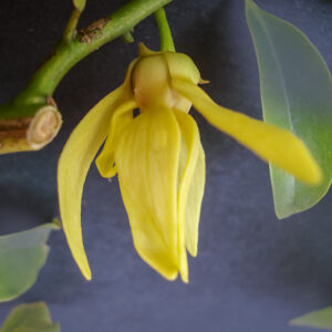 Ylang-Ylang Vine