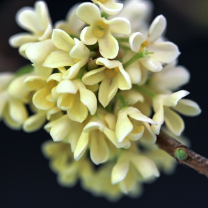 Seasonal Osmanthus Fragrans  5G