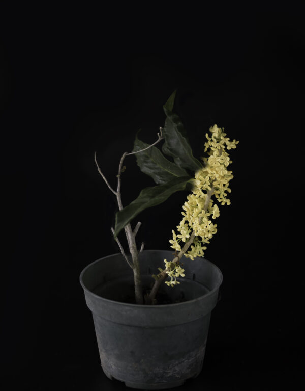 Golden Osmanthus Fragrans - Image 5