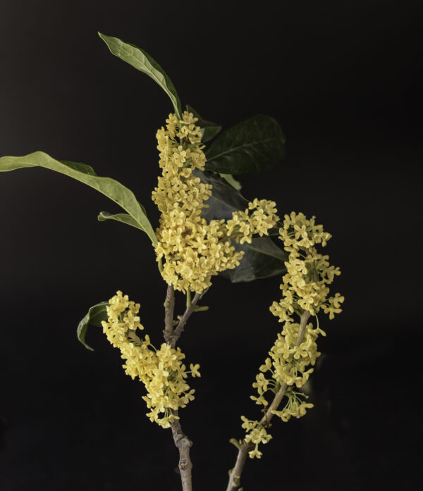 Golden Osmanthus Fragrans - Image 6