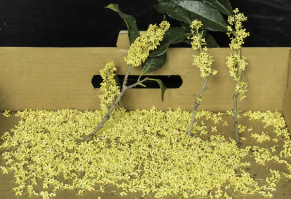 Golden Osmanthus Fragrans - Image 7