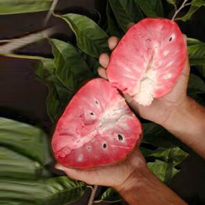 Red Custard Apple (Grafted) free shipping