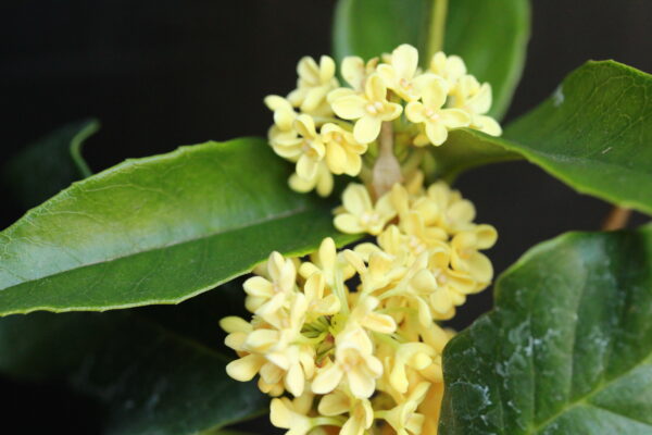 Golden Osmanthus Fragrans - Image 4