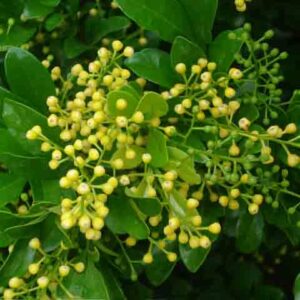 Aglaia odorata Lour