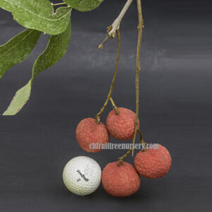 Emperor lychee ( largest of the lychee)
