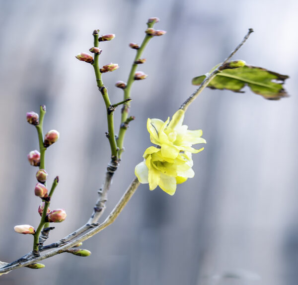 Chimonanthus ---free shipping - Image 5