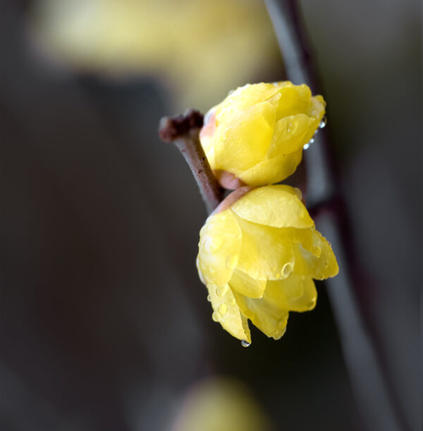 Chimonanthus ---free shipping - Image 4
