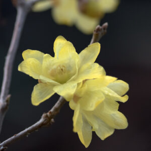 Chimonanthus ---free shipping