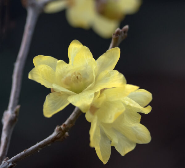 Chimonanthus ---free shipping