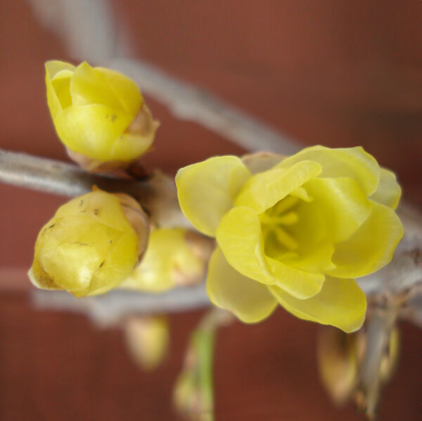 Chimonanthus ---free shipping - Image 7