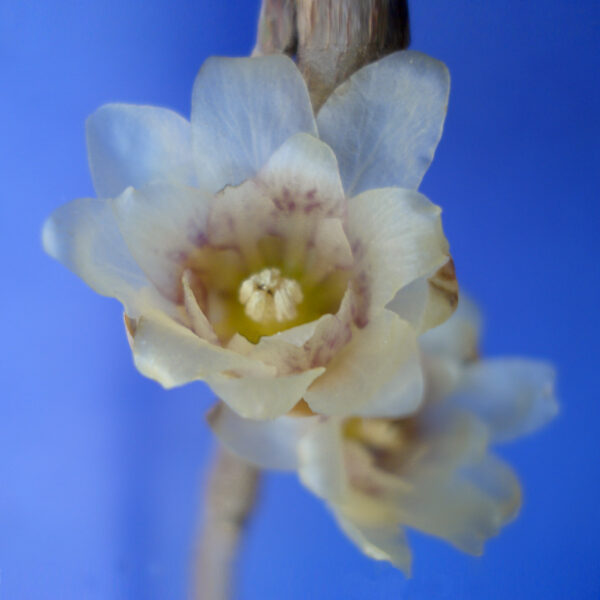 Chimonanthus ---free shipping - Image 2