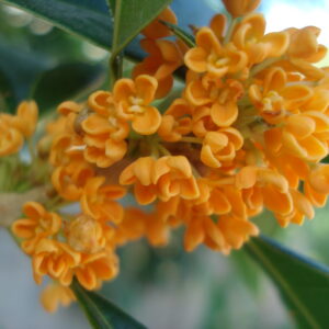 Orange Osmanthus Fragrans