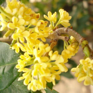 Golden Osmanthus Fragrans