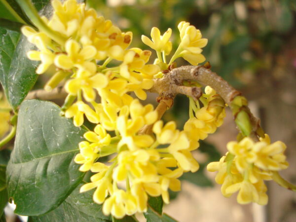 Golden Osmanthus Fragrans