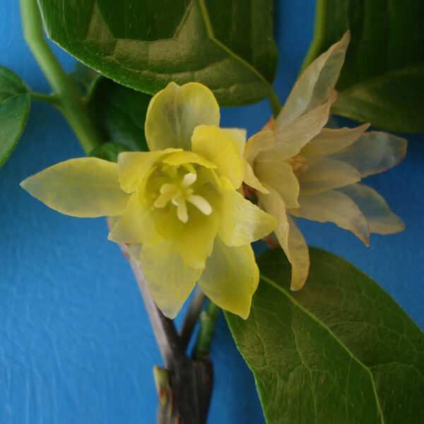 Chimonanthus ---free shipping - Image 6