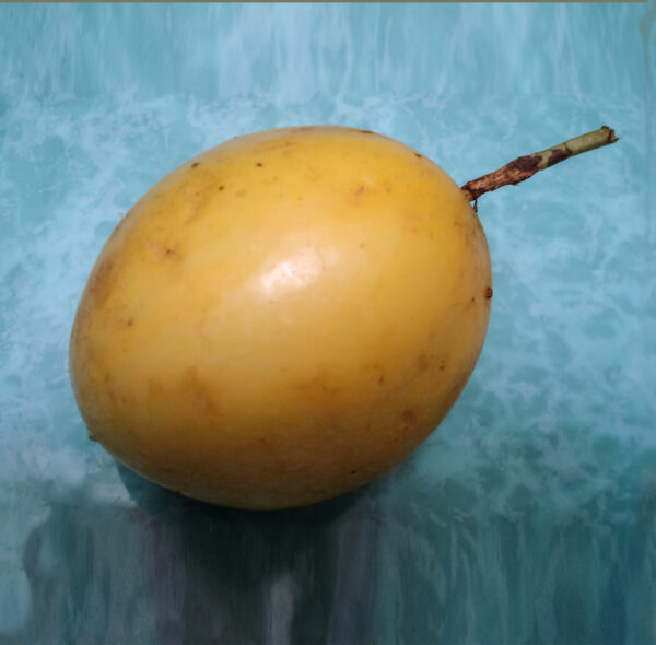 Maracuya Passion Fruit (Cutting) - Image 4