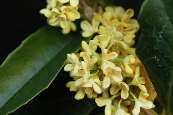 Golden Osmanthus Fragrans - Image 3
