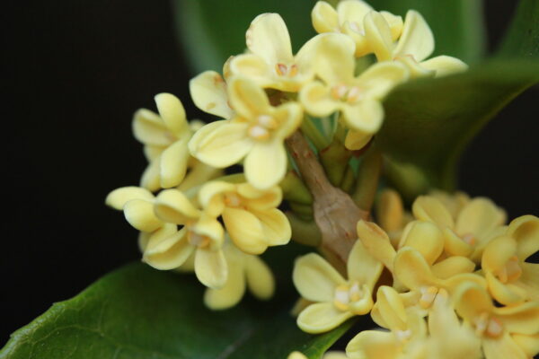 Golden Osmanthus Fragrans - Image 2
