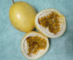 Maracuya Passion Fruit (Cutting)