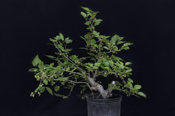 Japanese Mulberry Soyo - Image 2